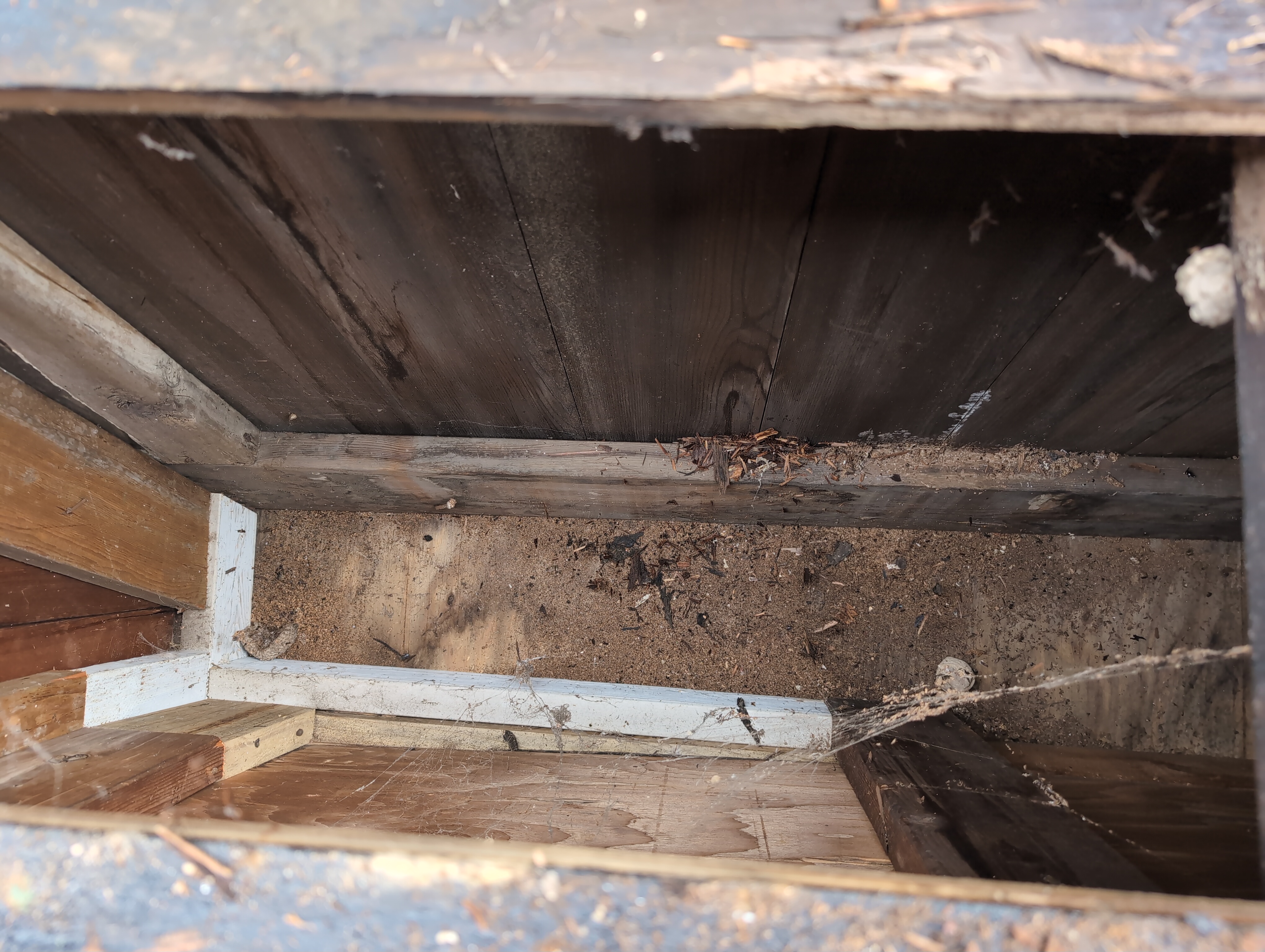 Aimed down into the hole. While there's shreds of dead wood, dust, and a couple of old wasp nests inside it, the wooden structure looks fairly sound