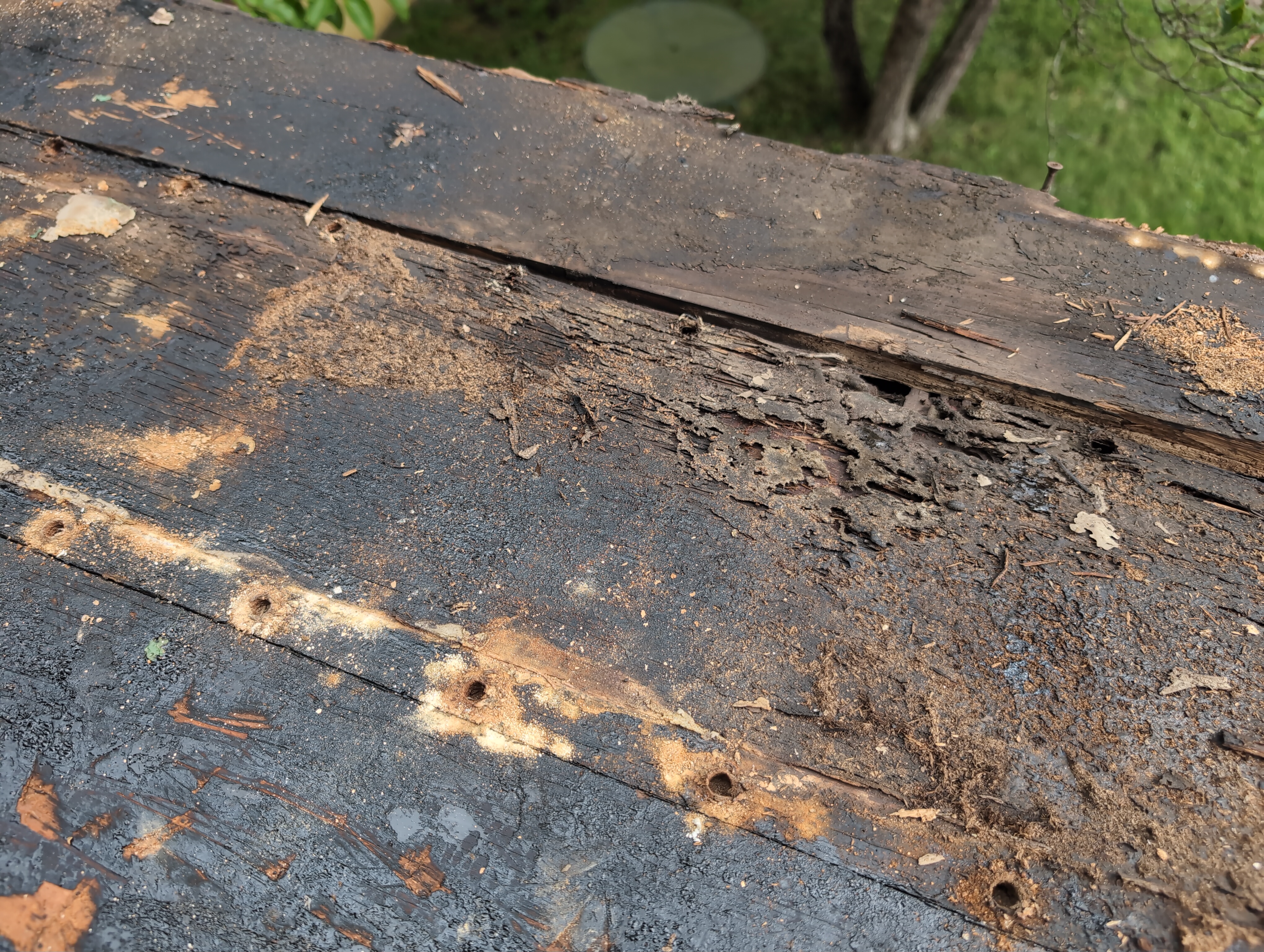 Another shot of the rotten wood