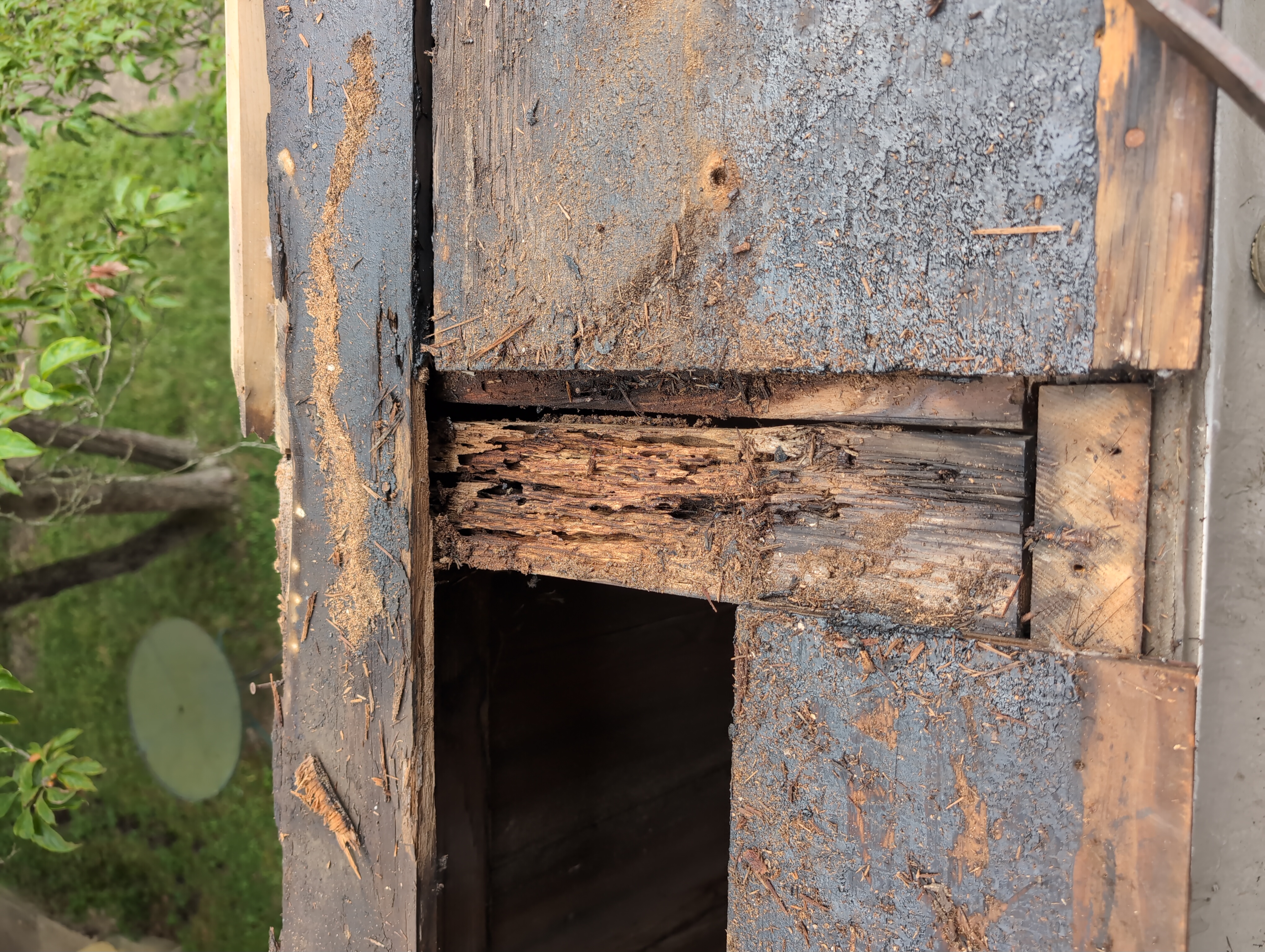 There's now an opening where there had been a rotten wood board, revealing a crossbeam that looks both rotten, and like it might have been eaten by something. I haven't yet looked up what this type of decay is caused by.